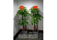 發(fā)財(cái)樹租擺