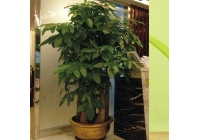 五枝發(fā)財(cái)樹